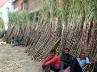 Centre Hikes Fair Price of Sugarcane to Rs 365 a Quintal To Boost Farmers’ Incomes - News | Centre Hikes Fair Price of Sugarcane to Rs 365 a Quintal To Boost Farmers’ Incomes | Latest national News at Lokmattimes.com
