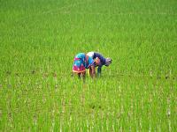 Kharif Sown Area Improves by 10.3% in 2024 Despite Below Average Rainfall - News | Kharif Sown Area Improves by 10.3% in 2024 Despite Below Average Rainfall | Latest business News at Lokmattimes.com
