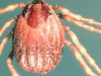 Climate change to spur spread of tick-borne ‘deadly virus’ in UK: Report - News | Climate change to spur spread of tick-borne ‘deadly virus’ in UK: Report | Latest international News at Lokmattimes.com Climate change to spur spread of tick-borne ‘deadly virus’ in UK: Report - News | Climate change to spur spread of tick-borne ‘deadly virus’ in UK: Report | Latest international News at Lokmattimes.com
