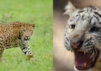 28 countries come together to combat illegal trade of big cats - News | 28 countries come together to combat illegal trade of big cats | Latest national News at Lokmattimes.com