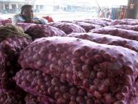 Onion Exports Drop 11% Despite Export Duty Removal; Farmers Suffer Heavy Losses - News | Onion Exports Drop 11% Despite Export Duty Removal; Farmers Suffer Heavy Losses | Latest nashik News at Lokmattimes.com Onion Exports Drop 11% Despite Export Duty Removal; Farmers Suffer Heavy Losses - News | Onion Exports Drop 11% Despite Export Duty Removal; Farmers Suffer Heavy Losses | Latest nashik News at Lokmattimes.com