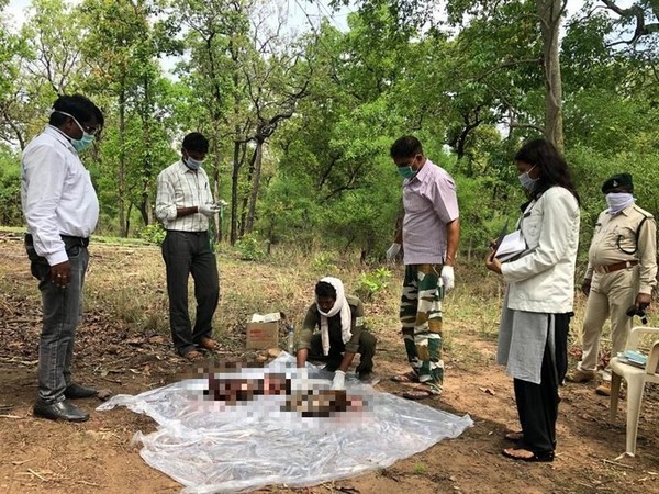 The body of a tigress tied to stones was found in a well in Bandhavgarh, MP | मप्र के बांधवगढ़ में पत्थरों से बंधा बाघिन का शव कुएं में मिला