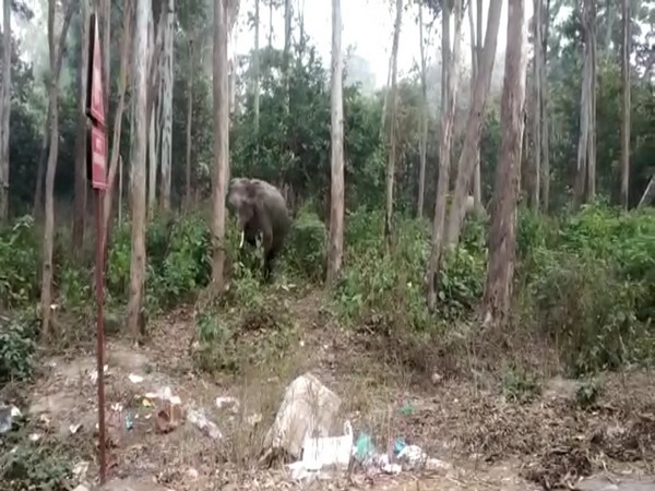 Elephant dies after colliding with high speed train | तेज रफतार रेलगाडी से टकराकर हथिनी, उसके शावक की मौत