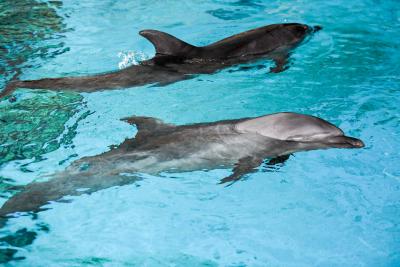 Dolphin Breeding Centre in Bengal: Along the stretch of Ganga