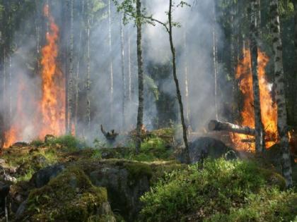 Forest fires linked to low birth weight in newborns, says study | Forest fires linked to low birth weight in newborns, says study