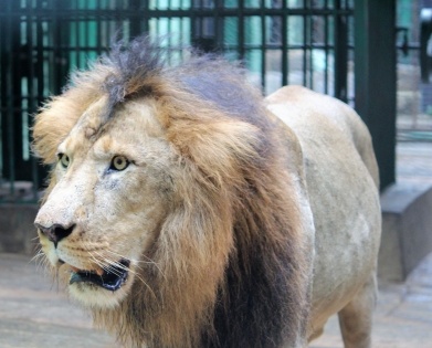 4 lions in Chennai zoo diagnosed with Delta variant of Covid-19 | 4 lions in Chennai zoo diagnosed with Delta variant of Covid-19