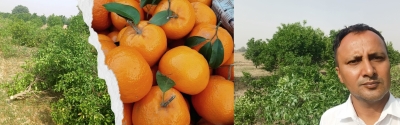 Harrowed farmers in Rajasthan bid adieu to kinnow, uproot their orchards in bulk | Harrowed farmers in Rajasthan bid adieu to kinnow, uproot their orchards in bulk