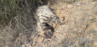 Leopard, 2 hyenas found dead in Gurugram | Leopard, 2 hyenas found dead in Gurugram