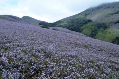 Madikeri hills witness Neelakurinji bloom after 12 years | Madikeri hills witness Neelakurinji bloom after 12 years