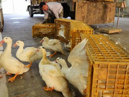 New mutational changes in bird flu virus may signal next pandemic: Study | New mutational changes in bird flu virus may signal next pandemic: Study