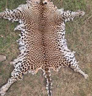 One held with leopard skin in Odisha | One held with leopard skin in Odisha