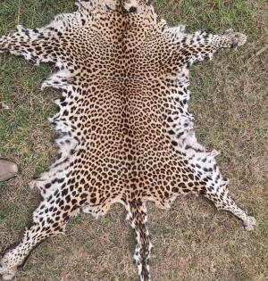 Leopard skin seized in Odisha, one held | Leopard skin seized in Odisha, one held