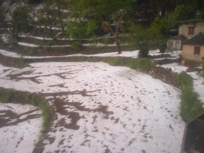 Crop loss occurs in Uttarkashi district due to hailstorm | Crop loss occurs in Uttarkashi district due to hailstorm