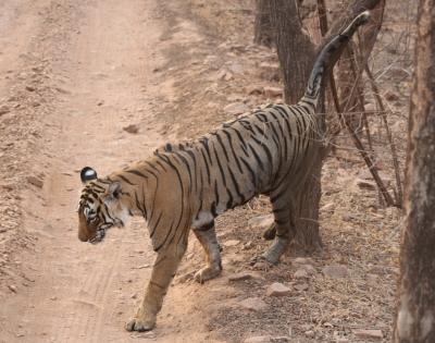 Lucknow Zoos' oldest tigress bids adieu | Lucknow Zoos' oldest tigress bids adieu Lucknow Zoos' oldest tigress bids adieu | Lucknow Zoos' oldest tigress bids adieu