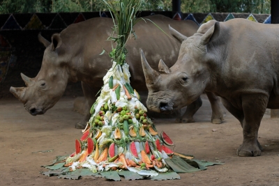 Rhino poaching in S.Africa declines by 33% | Rhino poaching in S.Africa declines by 33%