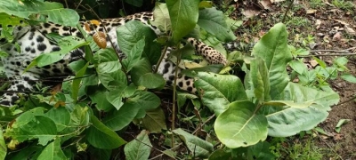 Leopard electrocuted in MP's Sanjay Dubri Tiger Reserve | Leopard electrocuted in MP's Sanjay Dubri Tiger Reserve Leopard electrocuted in MP's Sanjay Dubri Tiger Reserve | Leopard electrocuted in MP's Sanjay Dubri Tiger Reserve
