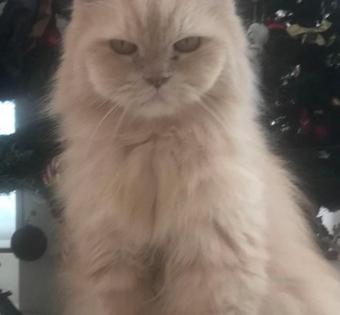 Tiger Shroff mourns loss of pet cat JD | Tiger Shroff mourns loss of pet cat JD Tiger Shroff mourns loss of pet cat JD | Tiger Shroff mourns loss of pet cat JD