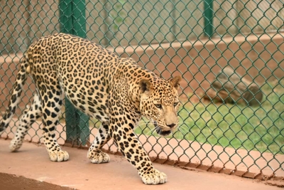 Two persons injured in leopard attack in Guwahati | Two persons injured in leopard attack in Guwahati