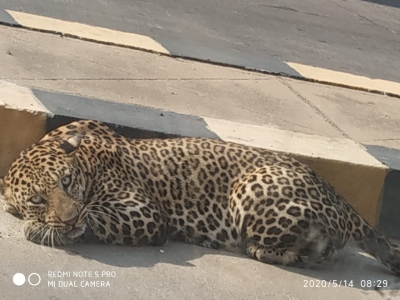 Leopard spotted resting on road in Hyderabad | Leopard spotted resting on road in Hyderabad