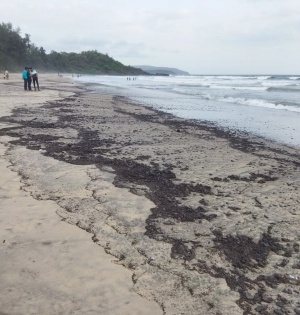 Goa's golden beaches turn murky as tar balls surface on seashore | Goa's golden beaches turn murky as tar balls surface on seashore