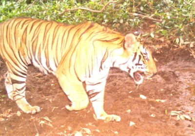Centre, T'gana blame each other for not doing enough for tiger conservation | Centre, T'gana blame each other for not doing enough for tiger conservation