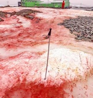 Tweeple amazed as Antarctica snow turns blood red | Tweeple amazed as Antarctica snow turns blood red Tweeple amazed as Antarctica snow turns blood red | Tweeple amazed as Antarctica snow turns blood red