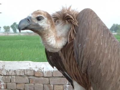 Census to enumerate total number of vultures in South India | Census to enumerate total number of vultures in South India Census to enumerate total number of vultures in South India | Census to enumerate total number of vultures in South India