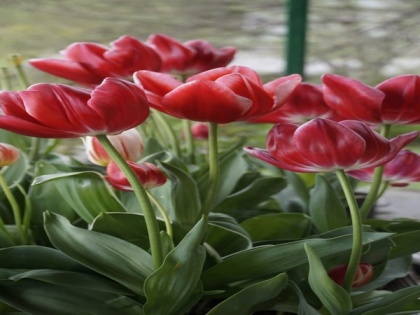 Tulip garden comes up in Uttarakhand | Tulip garden comes up in Uttarakhand
