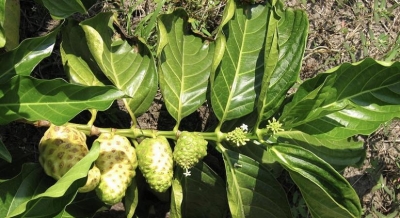 Noni juice: The health-giving drink for greater immunity | Noni juice: The health-giving drink for greater immunity