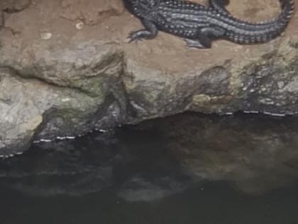 Chiller: Baby croc slithers in for a 'dip' in BMC’s Dadar swimming pool! | Chiller: Baby croc slithers in for a 'dip' in BMC’s Dadar swimming pool! Chiller: Baby croc slithers in for a 'dip' in BMC’s Dadar swimming pool! | Chiller: Baby croc slithers in for a 'dip' in BMC’s Dadar swimming pool!