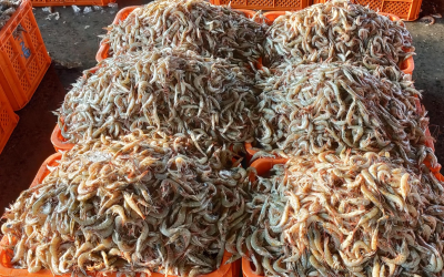 EU lists 102 new Indian fishery establishments for exports: Govt | EU lists 102 new Indian fishery establishments for exports: Govt EU lists 102 new Indian fishery establishments for exports: Govt | EU lists 102 new Indian fishery establishments for exports: Govt