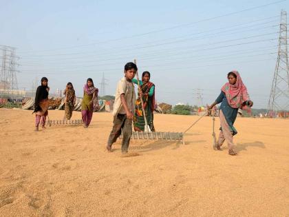 Farmers not getting MSP on paddy in Haryana, says Hooda | Farmers not getting MSP on paddy in Haryana, says Hooda