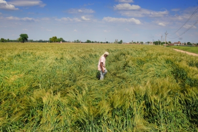 Wind, rain damage standing crops in Punjab, Haryana | Wind, rain damage standing crops in Punjab, Haryana