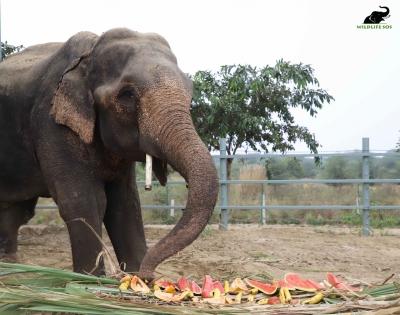 Freedom at last for Jai who walked 1,000 kms in spiked chains | Freedom at last for Jai who walked 1,000 kms in spiked chains Freedom at last for Jai who walked 1,000 kms in spiked chains | Freedom at last for Jai who walked 1,000 kms in spiked chains