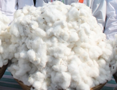 Excess moisture content hampering cotton procurement: CCI | Excess moisture content hampering cotton procurement: CCI