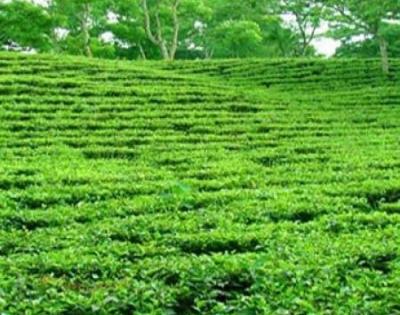 Assam govt plans major outreach for 200 years of tea industry | Assam govt plans major outreach for 200 years of tea industry