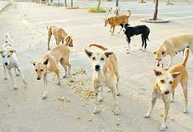 Confined street dogs rescued from Delhi house | Confined street dogs rescued from Delhi house