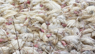 Ghazipur traders concerned over bird flu, fear losing revenue | Ghazipur traders concerned over bird flu, fear losing revenue
