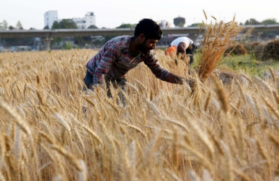 Punjab ready for bumper wheat harvest of 182 lakh tonnes | Punjab ready for bumper wheat harvest of 182 lakh tonnes