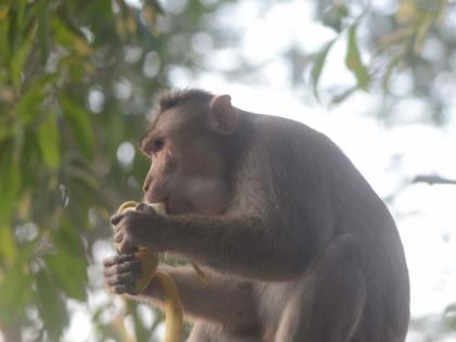 Monkeys chase elderly man to his death in UP | Monkeys chase elderly man to his death in UP Monkeys chase elderly man to his death in UP | Monkeys chase elderly man to his death in UP