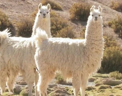 How llamas can protect against SARS-like viruses, Omicron | How llamas can protect against SARS-like viruses, Omicron