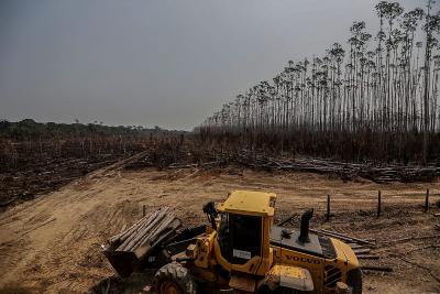 Deforestation in Brazil's Amazon rose sharply last month | Deforestation in Brazil's Amazon rose sharply last month