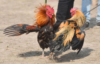 Animal Welfare Board asks AP, Telangana to stop cockfights | Animal Welfare Board asks AP, Telangana to stop cockfights Animal Welfare Board asks AP, Telangana to stop cockfights | Animal Welfare Board asks AP, Telangana to stop cockfights