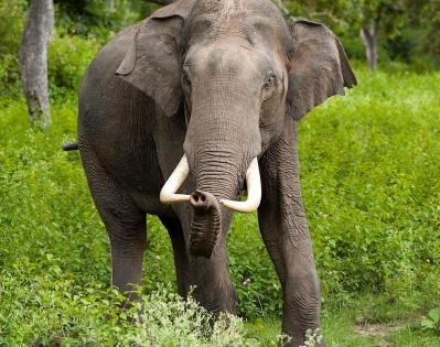 TN forest dept deploys two kumki elephants to trap wild tusker in Erode | TN forest dept deploys two kumki elephants to trap wild tusker in Erode