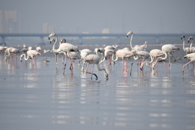 Maha seeks Ramsar status for Thane Creek, abode of Flamingos | Maha seeks Ramsar status for Thane Creek, abode of Flamingos
