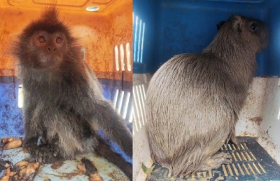 Exotic animals smuggled from Myanmar seized in Mizoram; 2 held | Exotic animals smuggled from Myanmar seized in Mizoram; 2 held