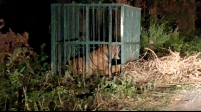 Tigress captured in Uttar Pradesh's Lakhimpur Kheri | Tigress captured in Uttar Pradesh's Lakhimpur Kheri