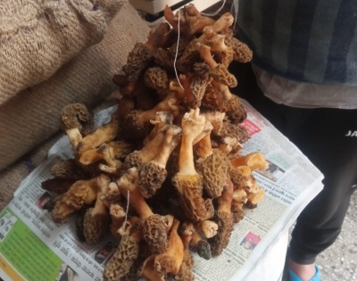 World's most prized morel mushroom plentiful in Himachal forests | World's most prized morel mushroom plentiful in Himachal forests