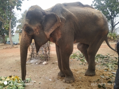 Elephant tramples woman to death in Dudhwa reserve | Elephant tramples woman to death in Dudhwa reserve