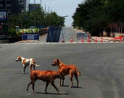 Pack of stray dogs attacks woman in Lucknow | Pack of stray dogs attacks woman in Lucknow